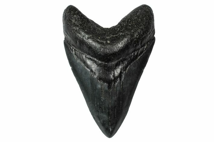Fossil Megalodon Tooth - South Carolina #340212